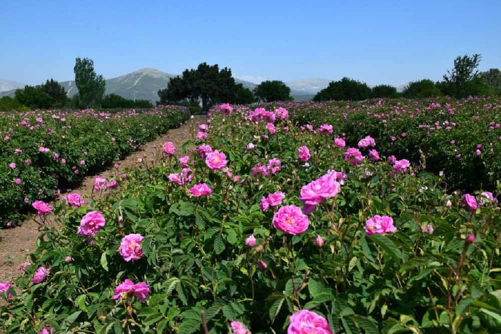 Isparta Gül Hasadı Turu - 5
